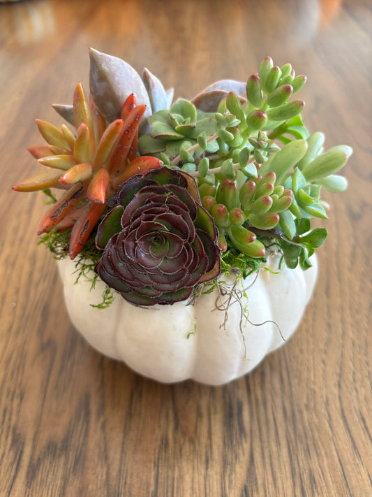 Small 4" White Pumpkin Succulent Arrangement