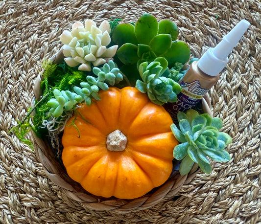 DIY Pumpkin Succulent Kit