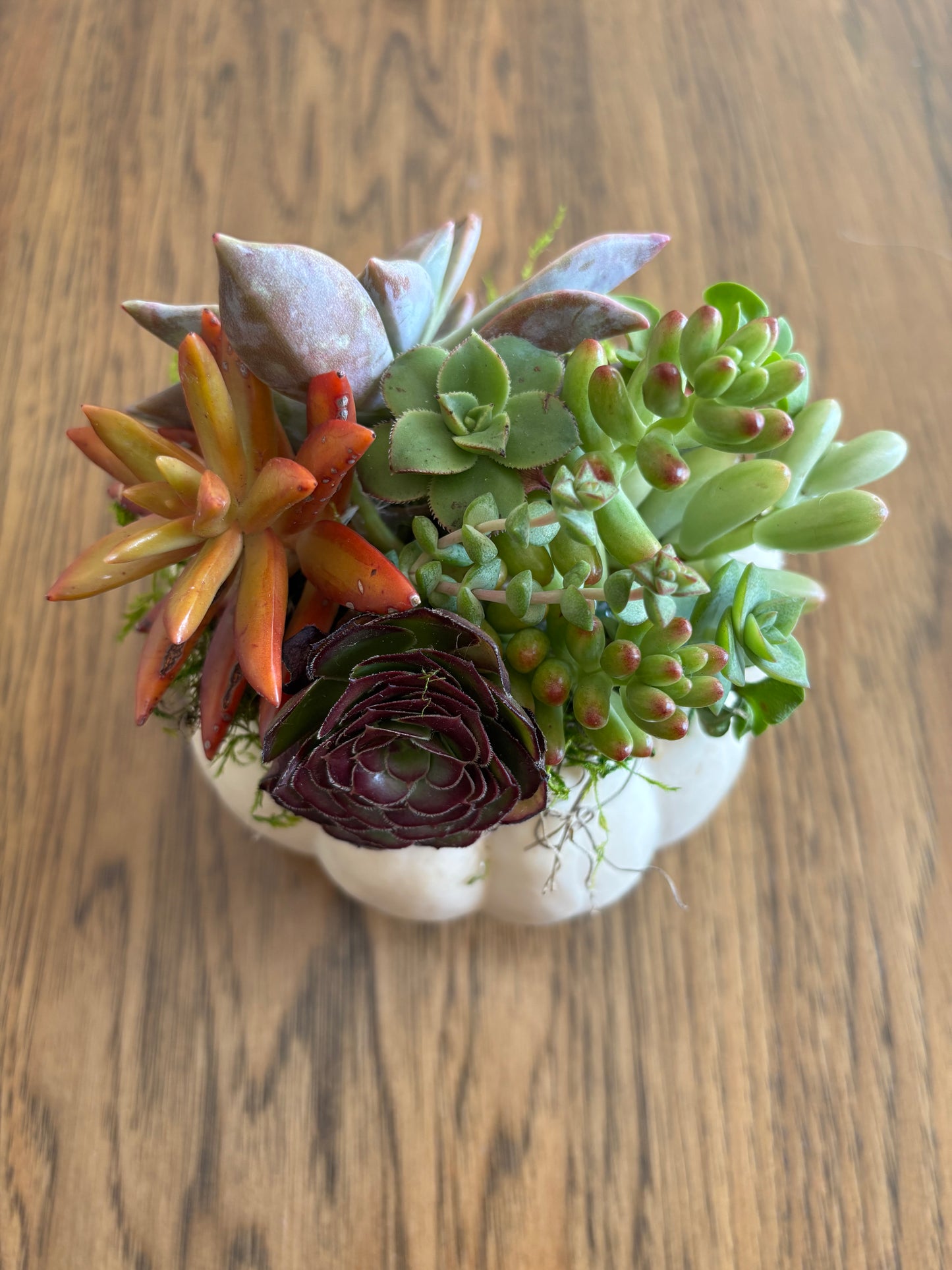 Small 4" White Pumpkin Succulent Arrangement