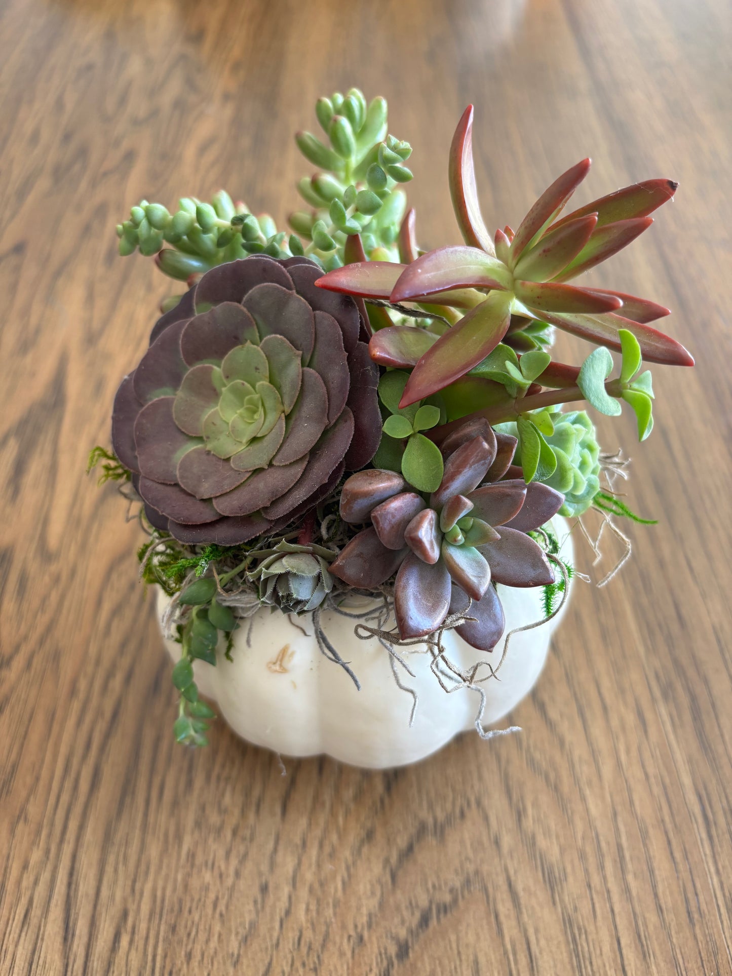 Small 4" White Pumpkin Succulent Arrangement