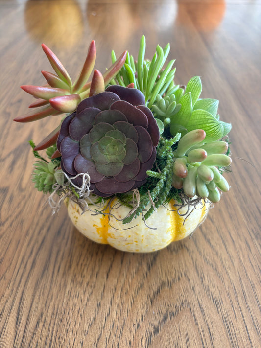 Small 4" Striped Pumpkin Succulent Arrangement