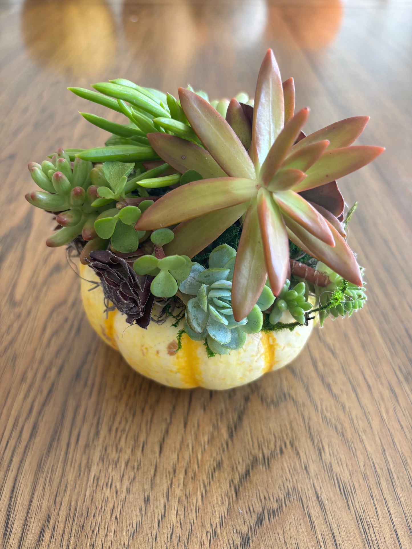 Small 4" Striped Pumpkin Succulent Arrangement