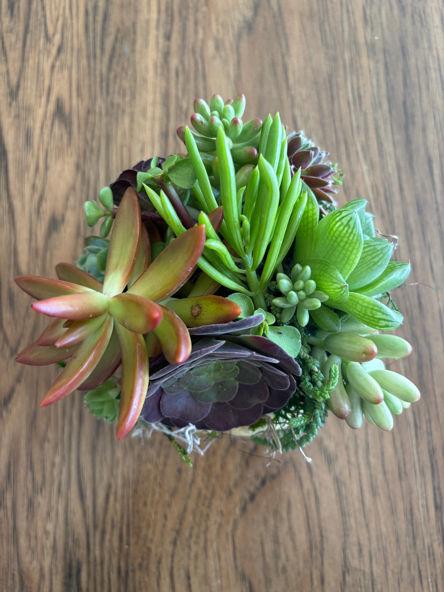 Small 4" Striped Pumpkin Succulent Arrangement