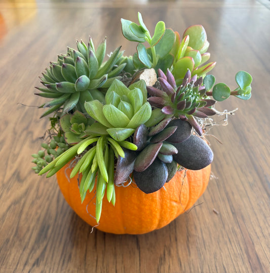 Small 4" Orange Pumpkin Succulent Arrangement