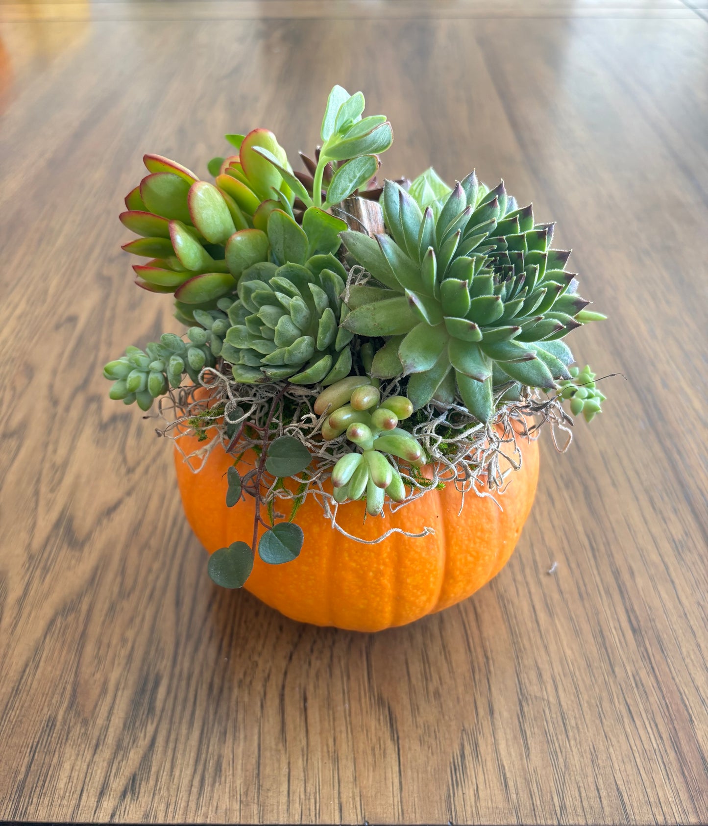 Small 4" Orange Pumpkin Succulent Arrangement