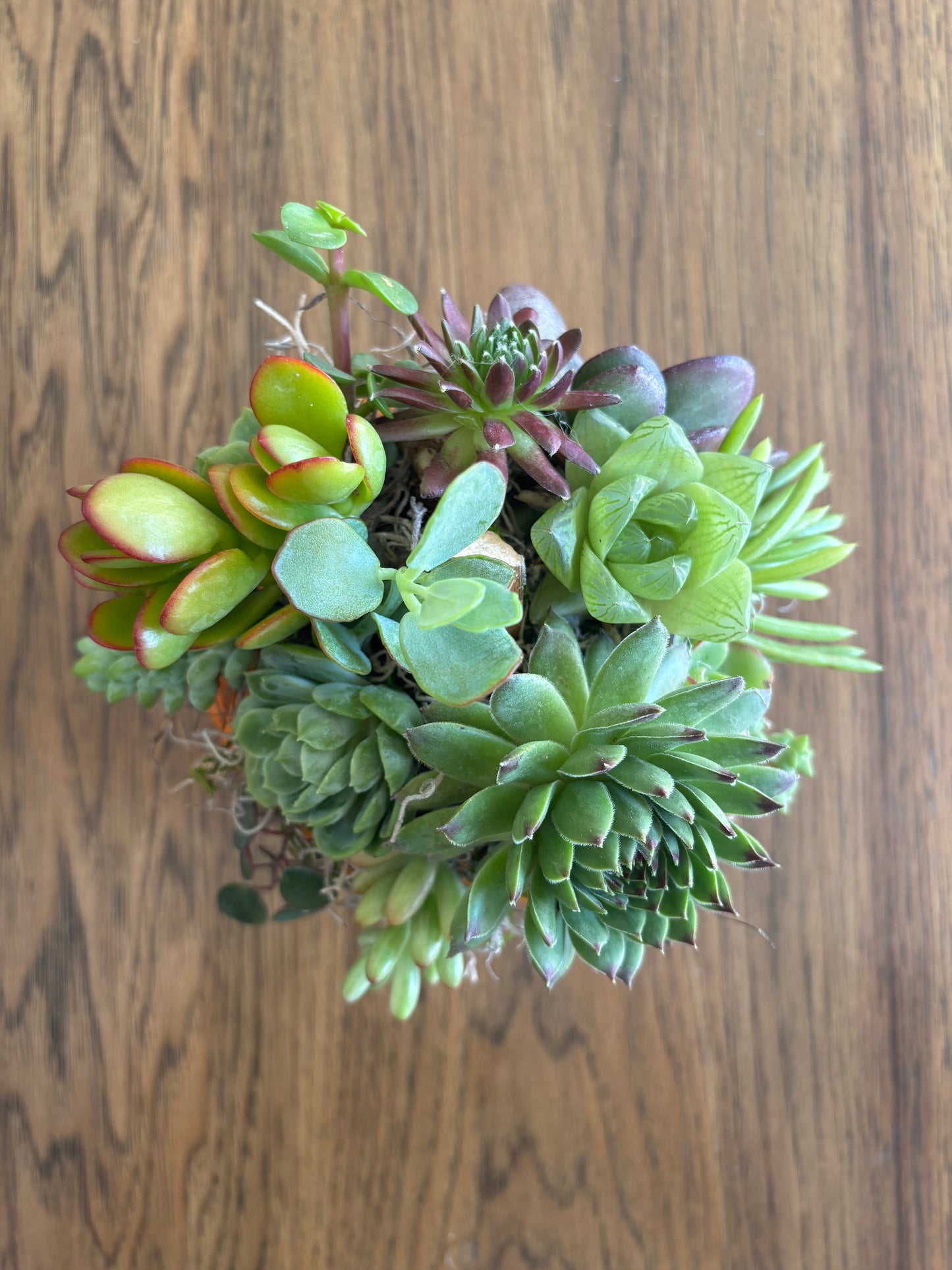 Small 4" Orange Pumpkin Succulent Arrangement