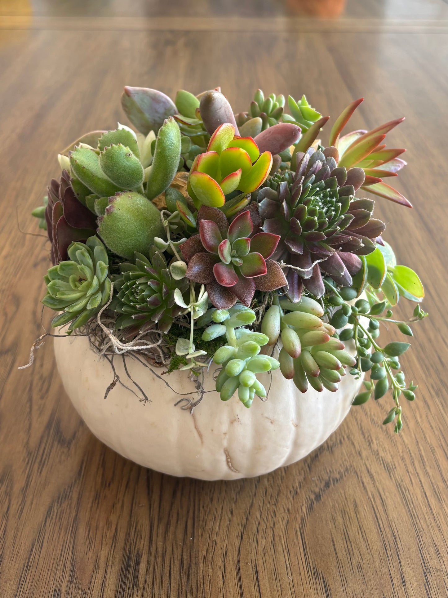 Medium 5-6" White Pumpkin Succulent Arrangement