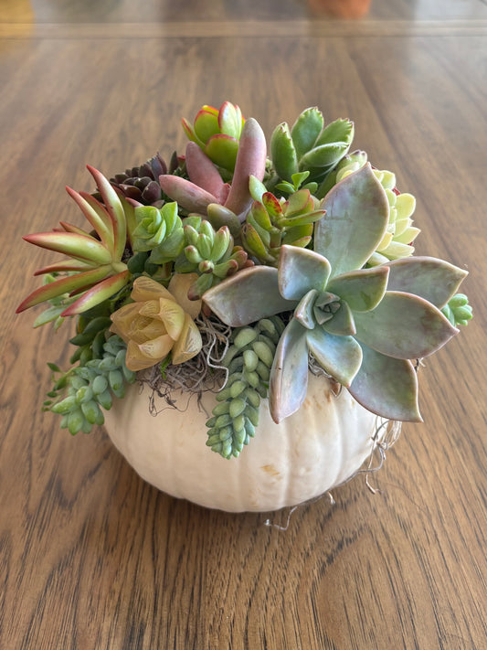 Medium 5-6" White Pumpkin Succulent Arrangement