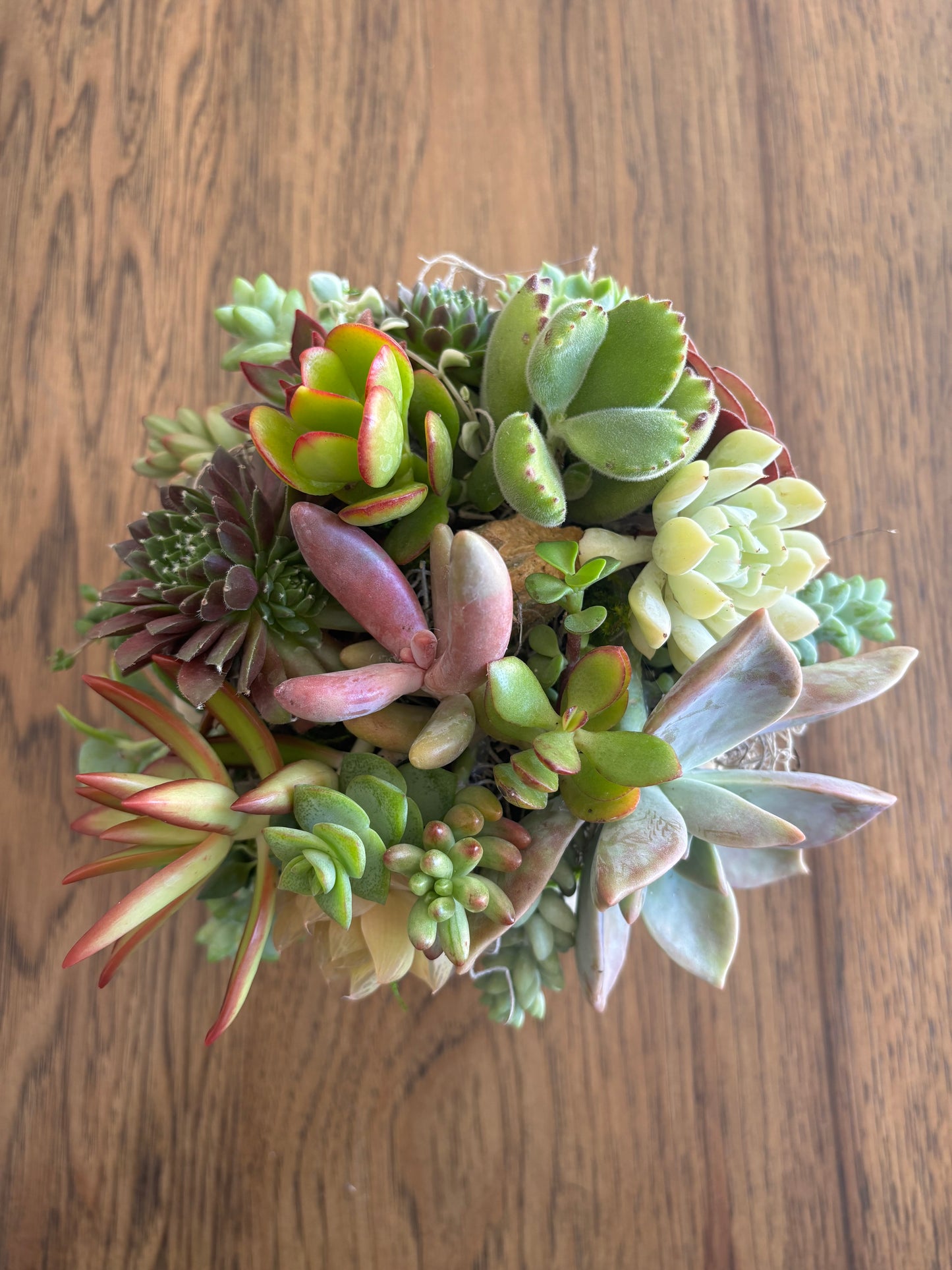 Medium 5-6" White Pumpkin Succulent Arrangement