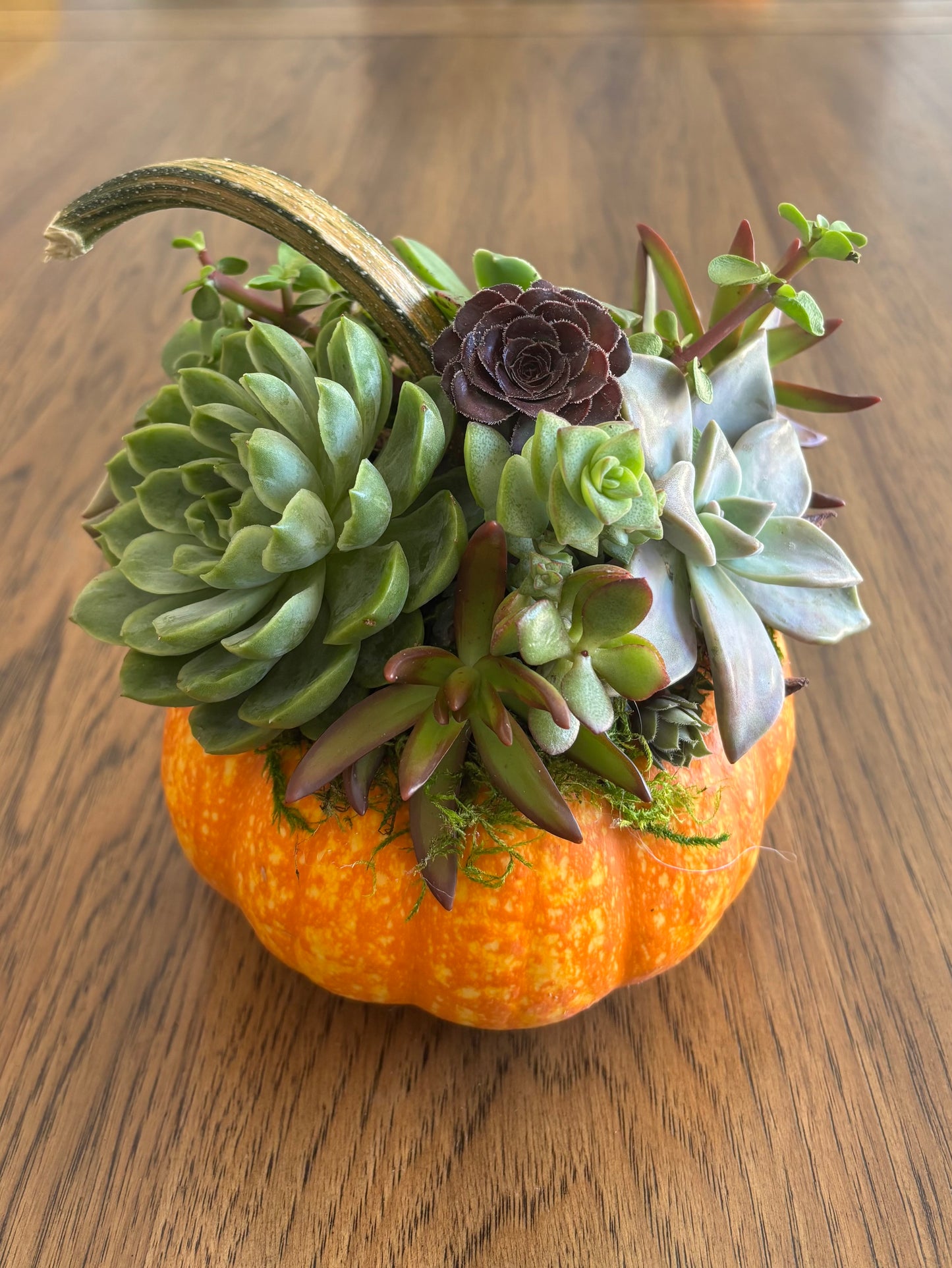 Medium 5-6" Speckled Pumpkin Succulent Arrangement