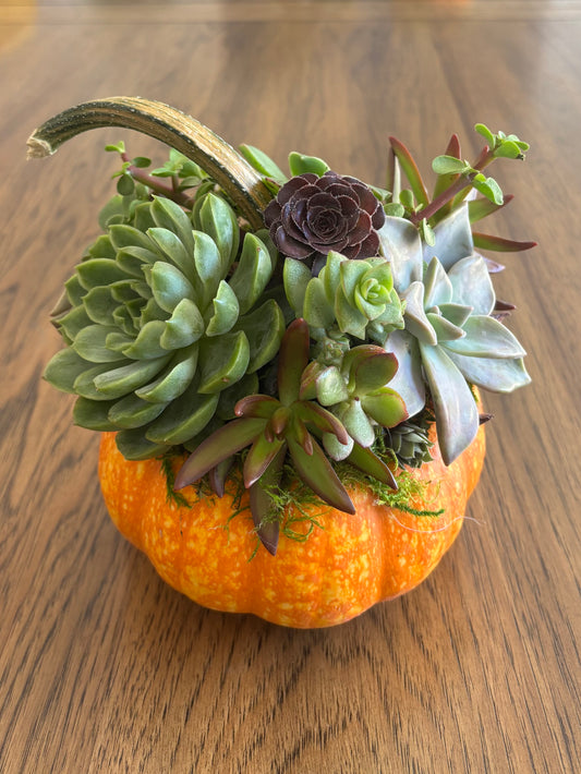 Medium 5-6" Speckled Pumpkin Succulent Arrangement
