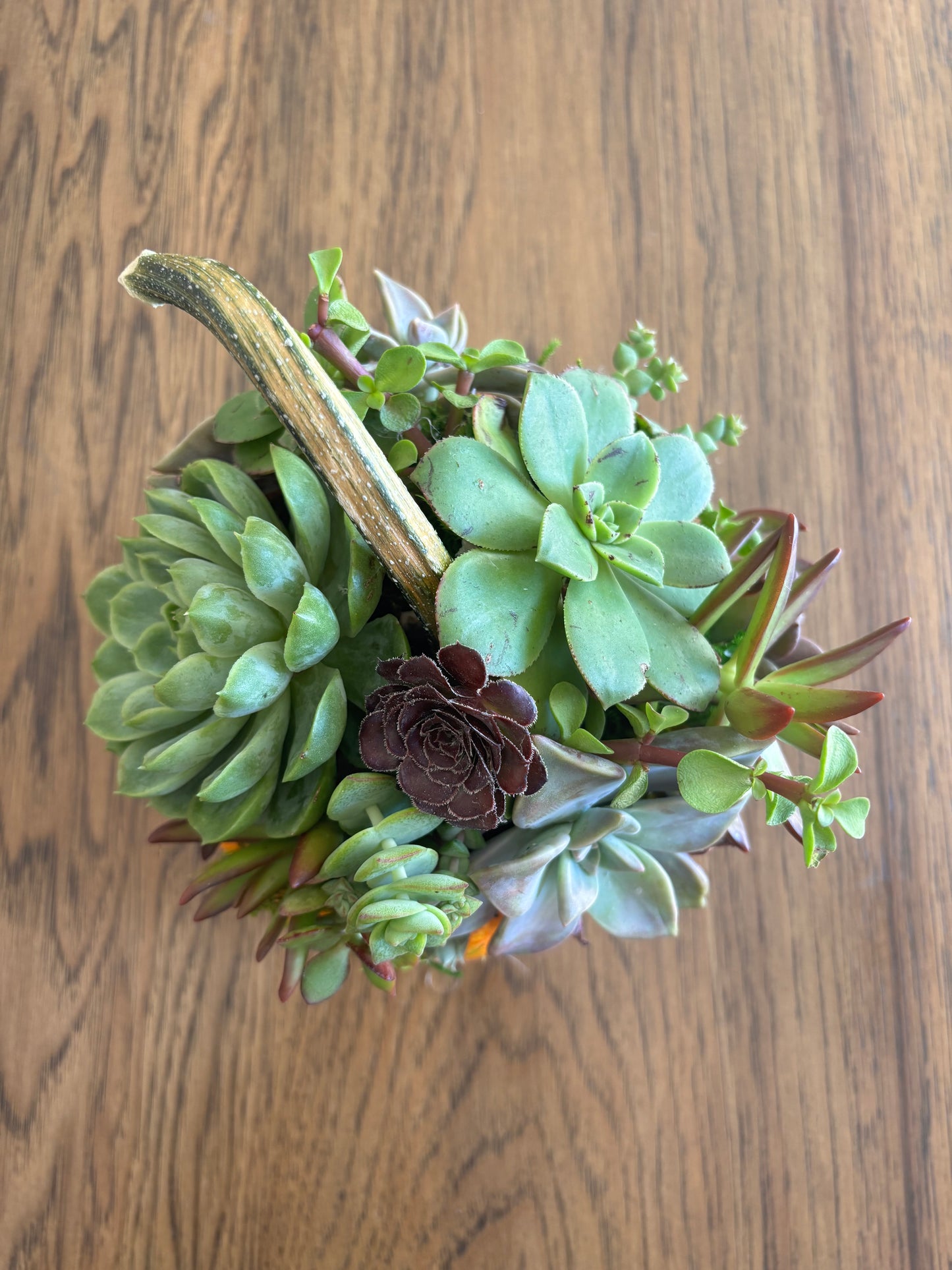 Medium 5-6" Speckled Pumpkin Succulent Arrangement