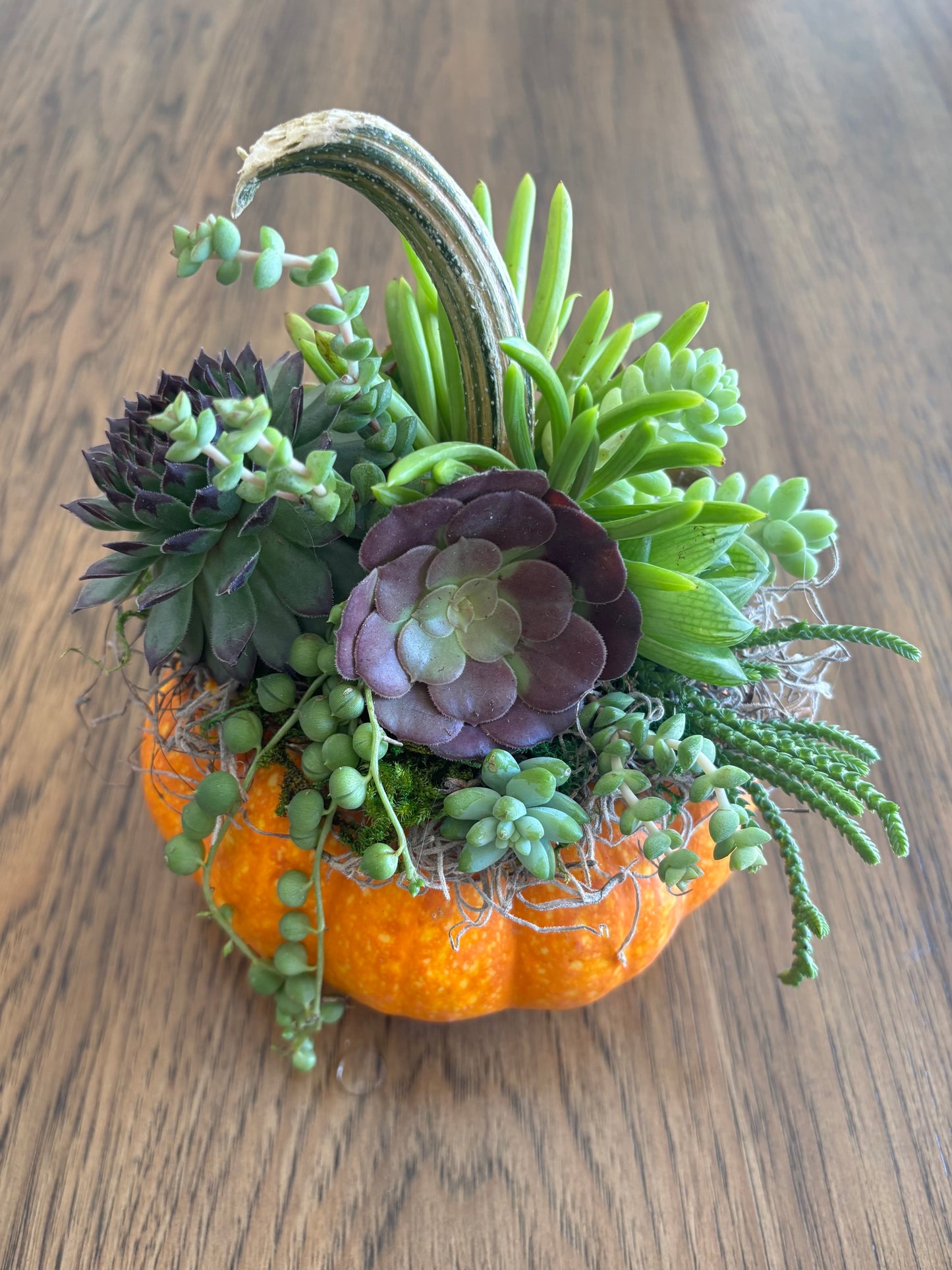 Medium 5-6" Speckled Pumpkin Succulent Arrangement