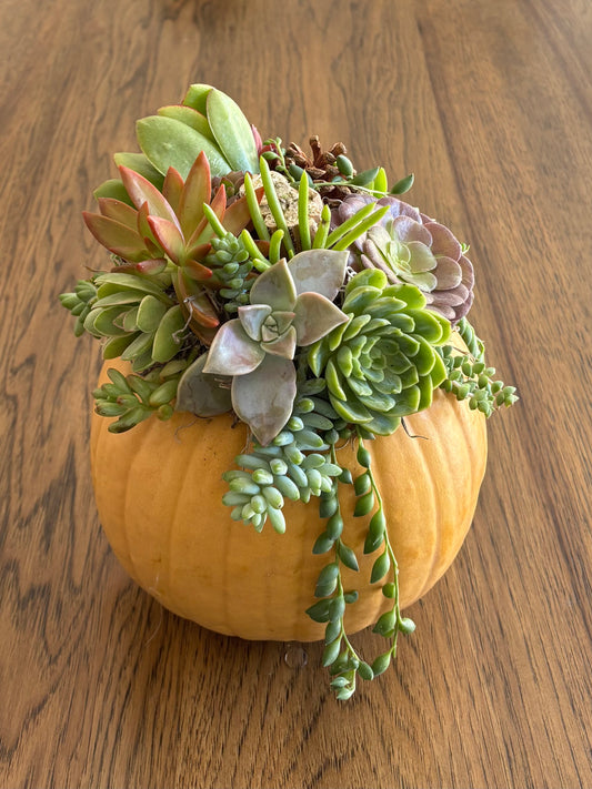 Large 7-8" Yellow Pumpkin Succulent Arrangement
