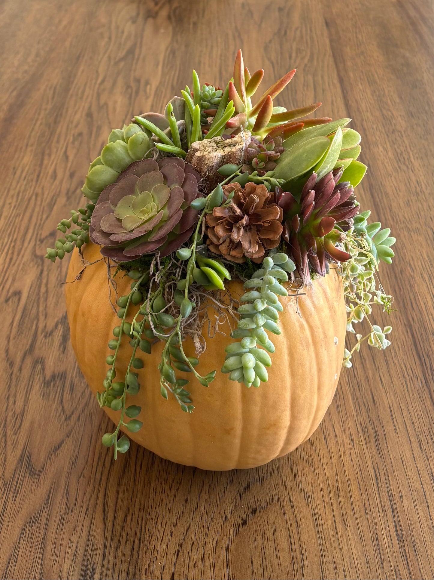 Large 7-8" Yellow Pumpkin Succulent Arrangement