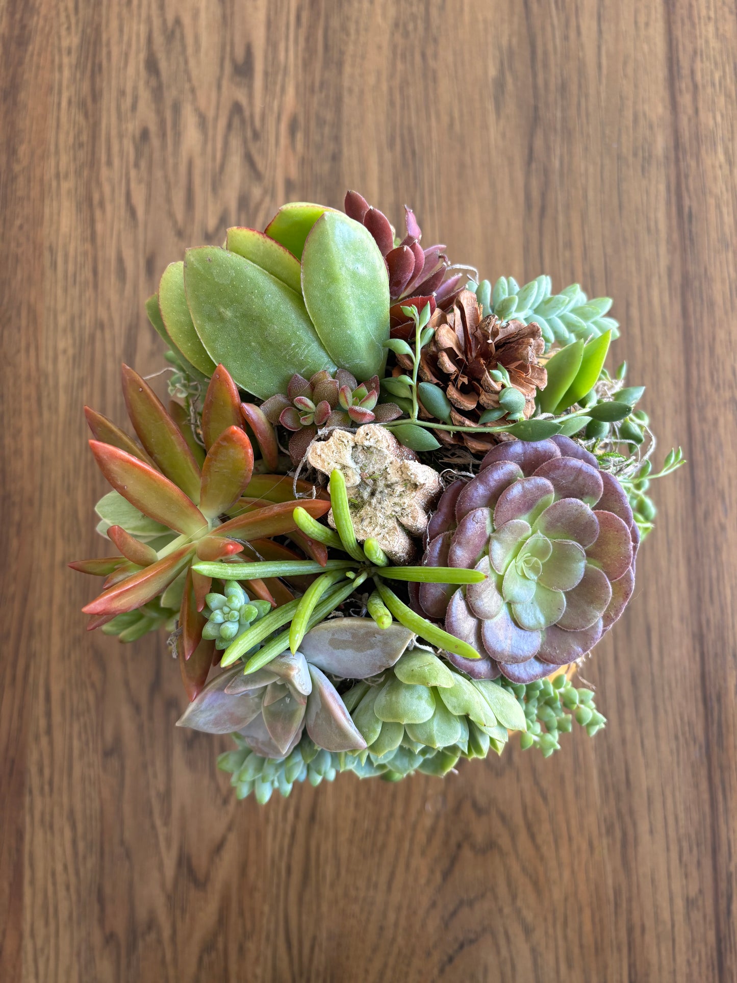 Large 7-8" Yellow Pumpkin Succulent Arrangement