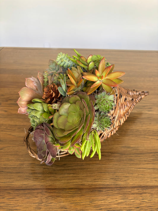 Cornucopia Succulent Arrangement