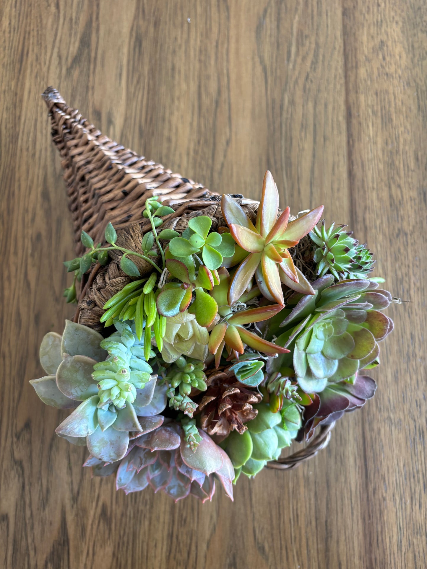 Cornucopia Succulent Arrangement