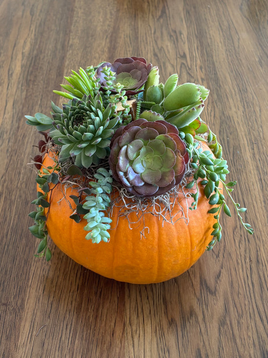 Large 7-8" Orange Pumpkin Succulent Arrangement