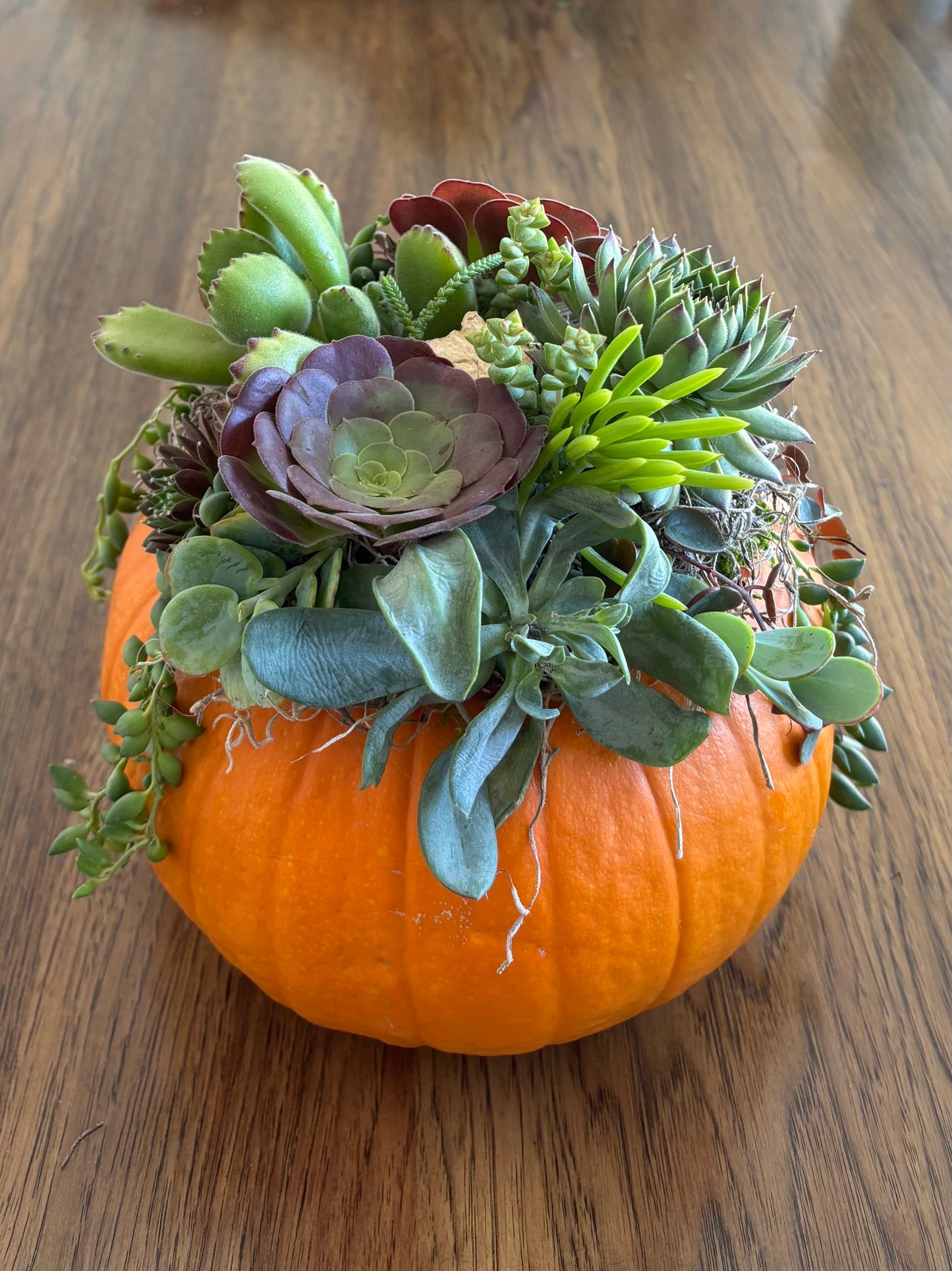 Large 7-8" Orange Pumpkin Succulent Arrangement