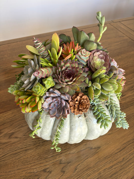 Large Fairytale Pumpkin Succulent Arrangement