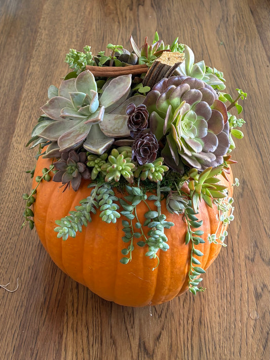 X-Large 9-10" Orange Pumpkin Succulent Arrangement