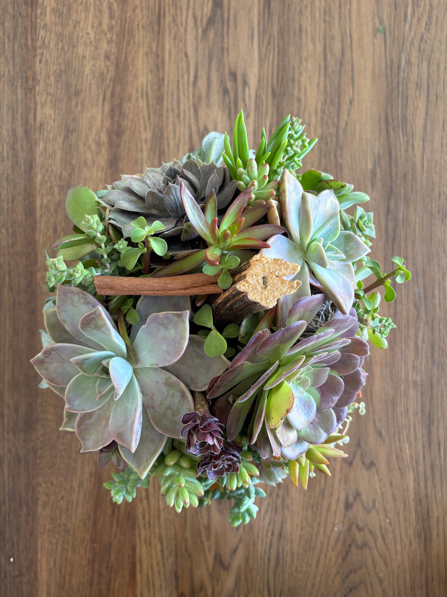 X-Large 9-10" Orange Pumpkin Succulent Arrangement