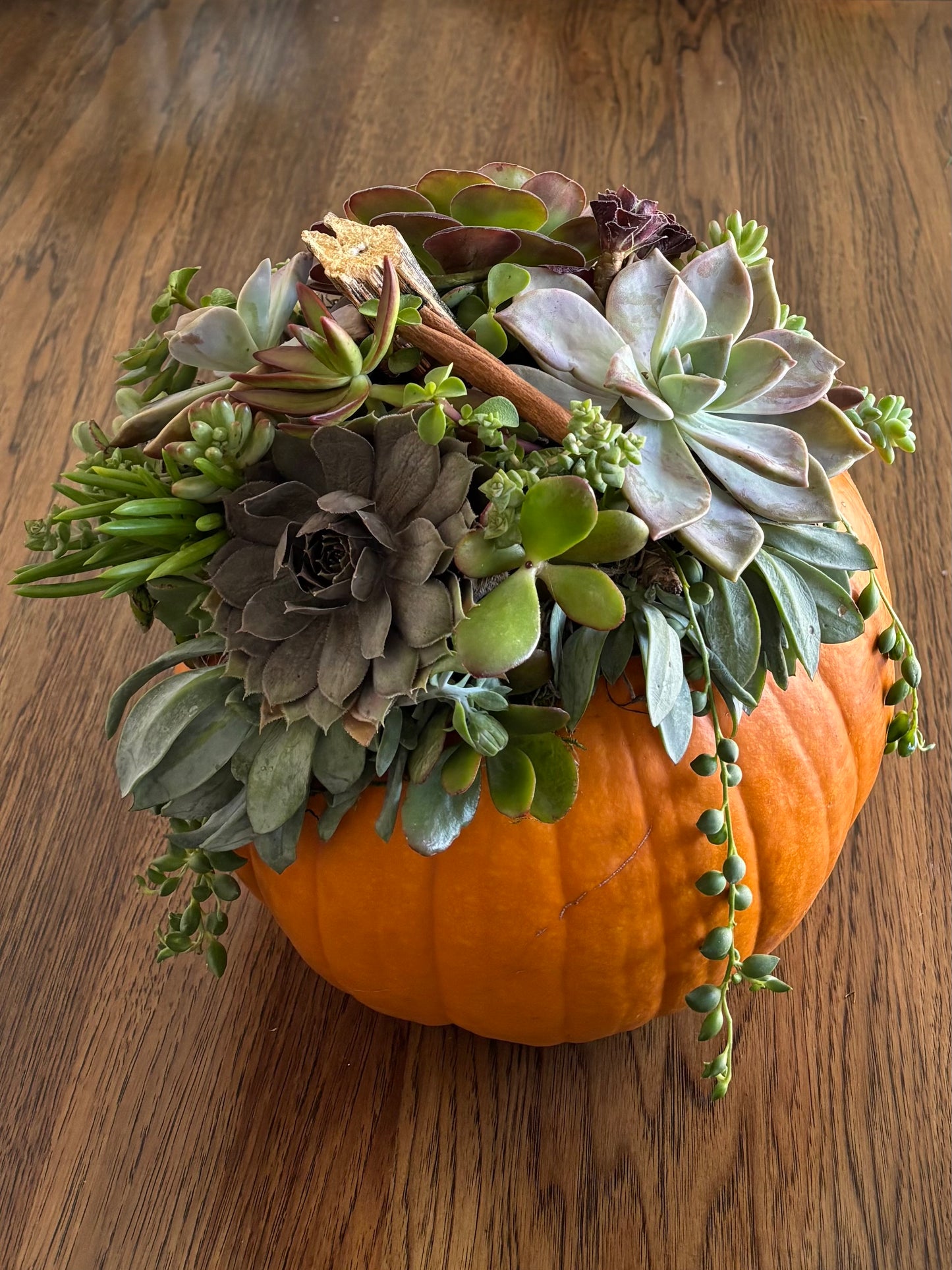 X-Large 9-10" Orange Pumpkin Succulent Arrangement