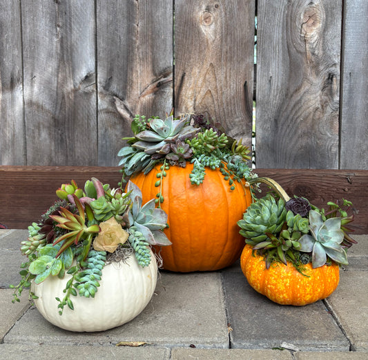 Large Pumpkin Bundle