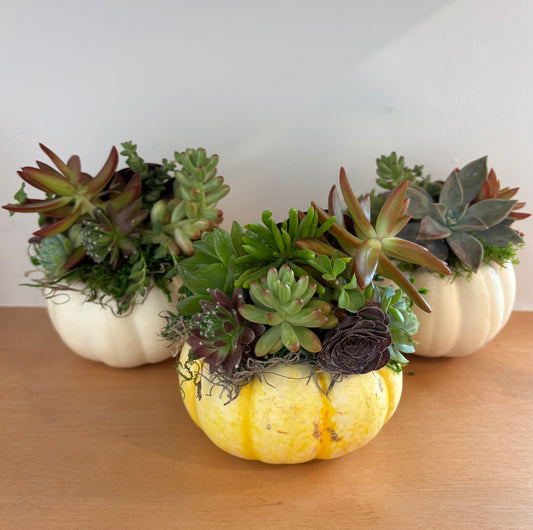 Small Pumpkin Bundle
