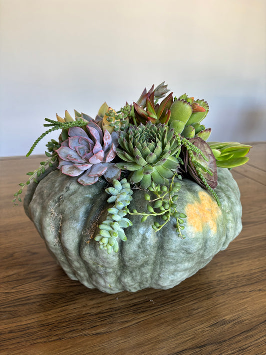 Medium Fairytale Pumpkin Succulent Arrangement