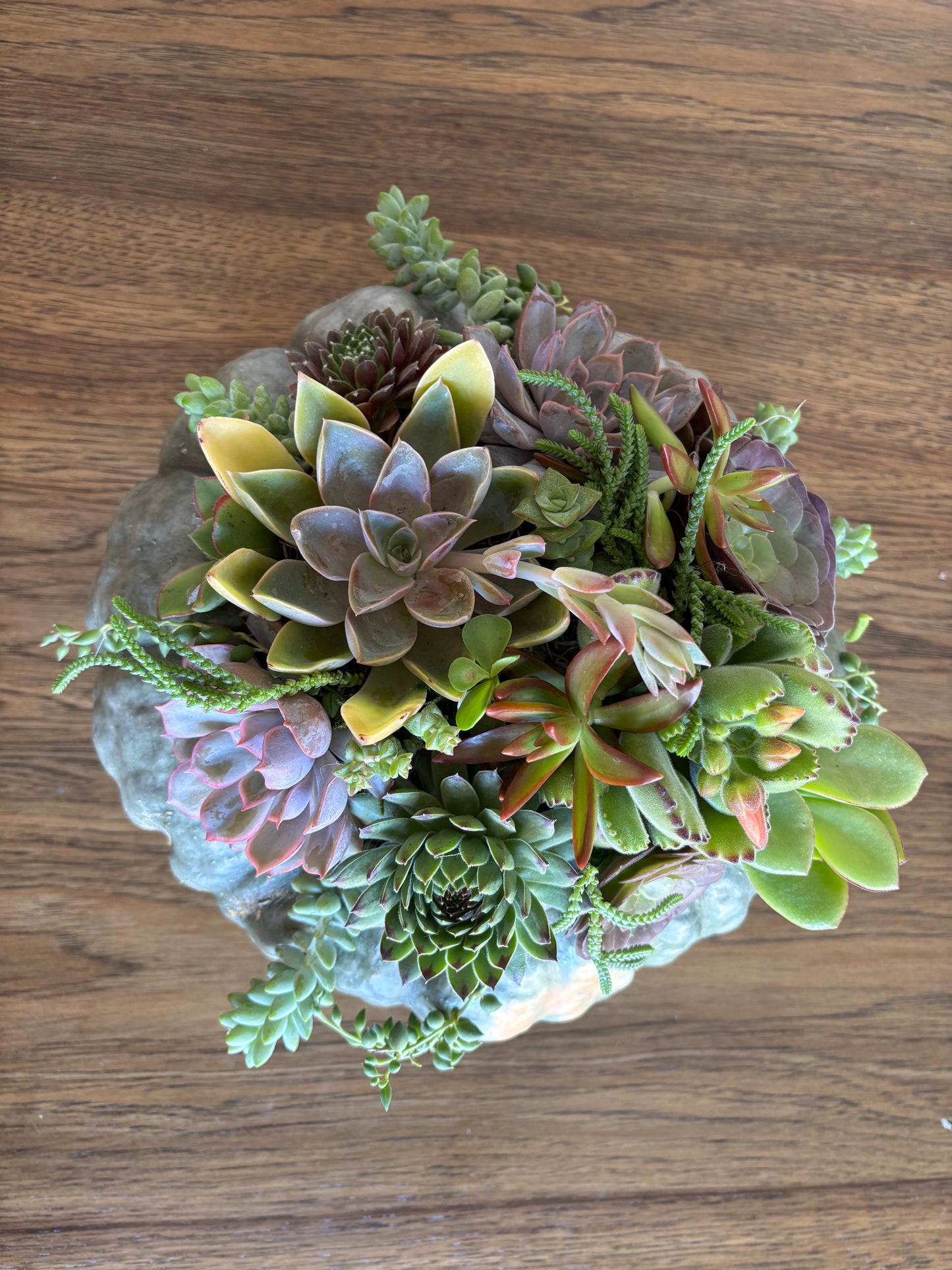 Medium Fairytale Pumpkin Succulent Arrangement