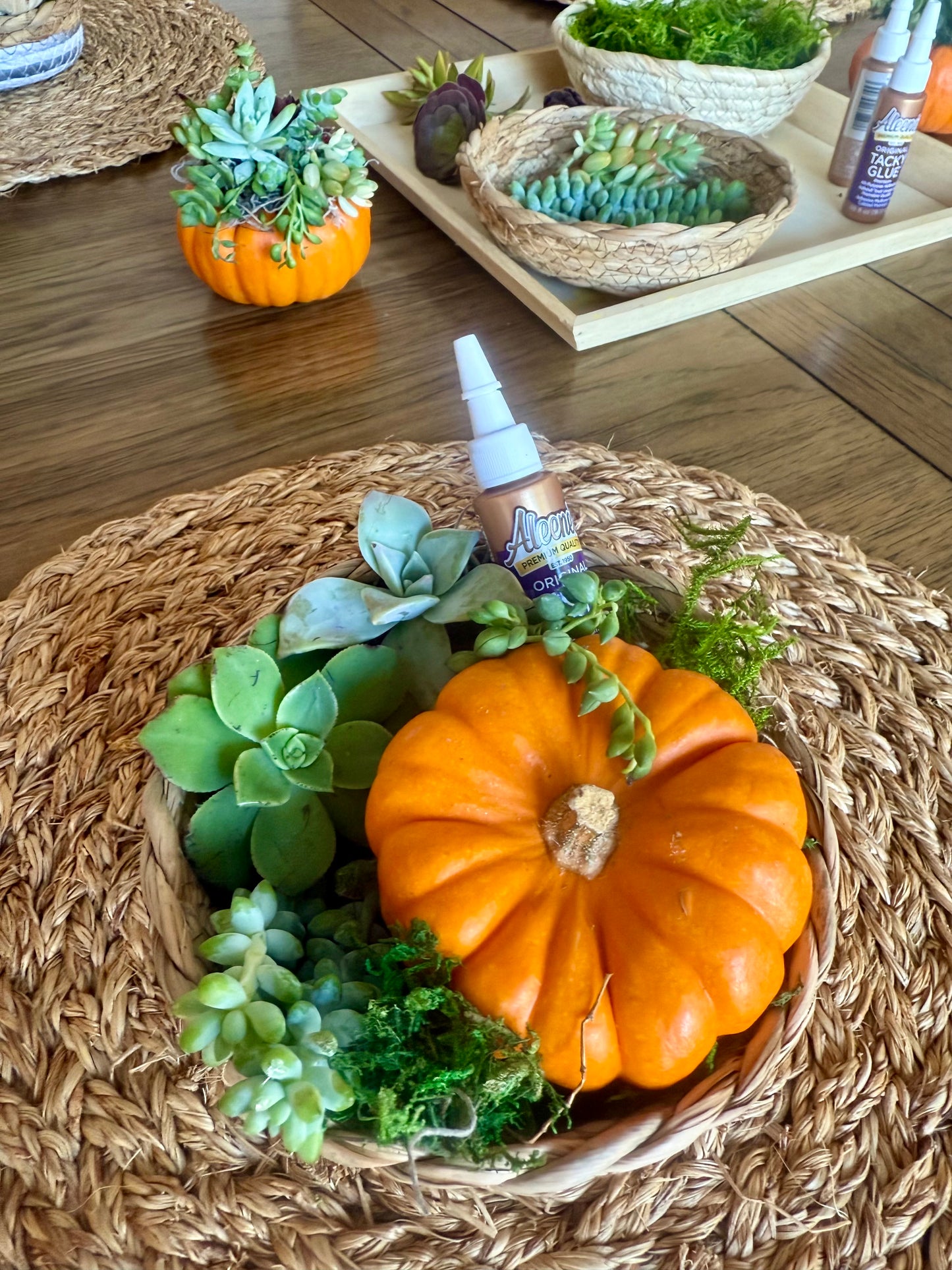 DIY Pumpkin Succulent Kit