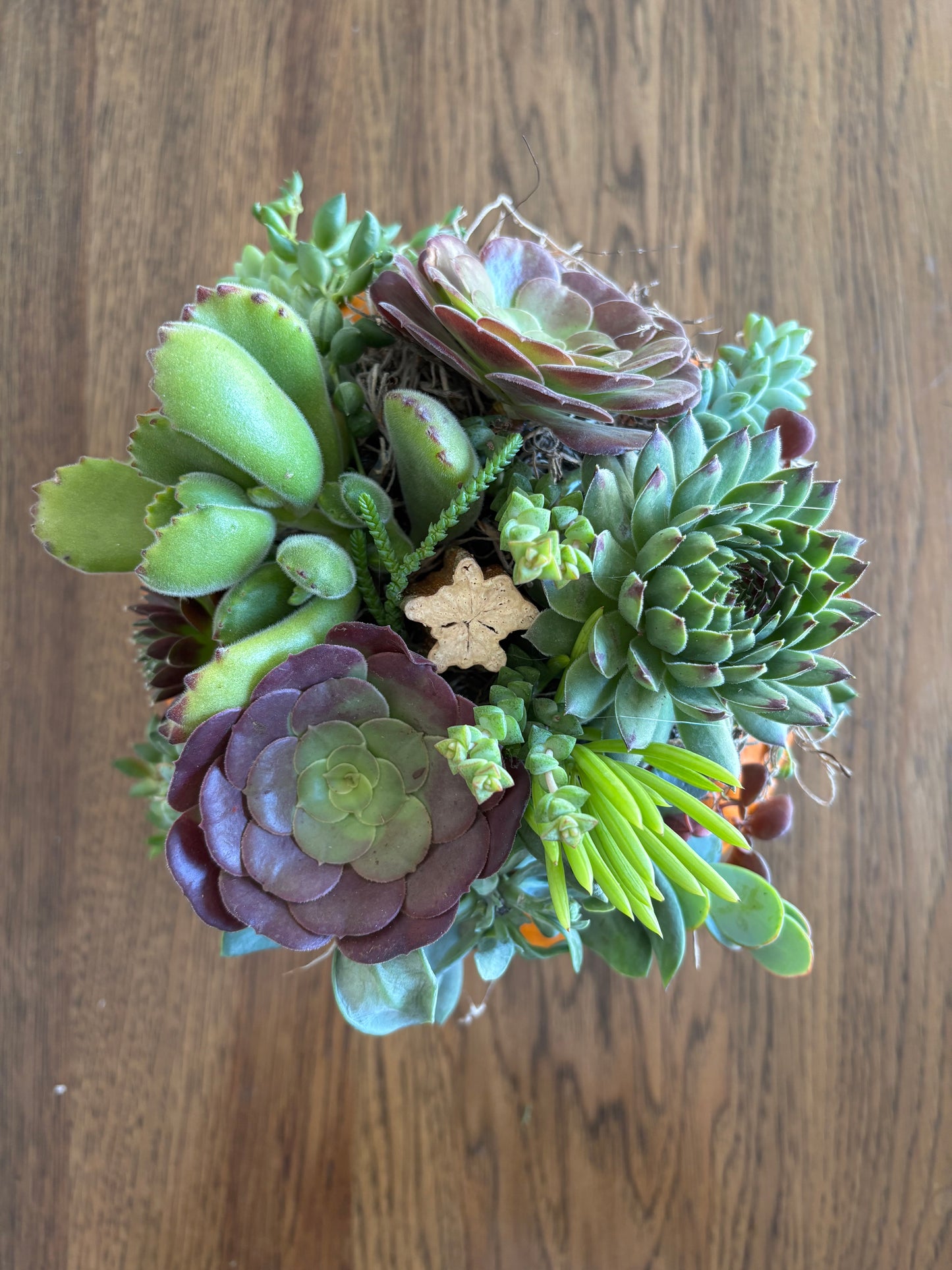 Large 7-8" Orange Pumpkin Succulent Arrangement
